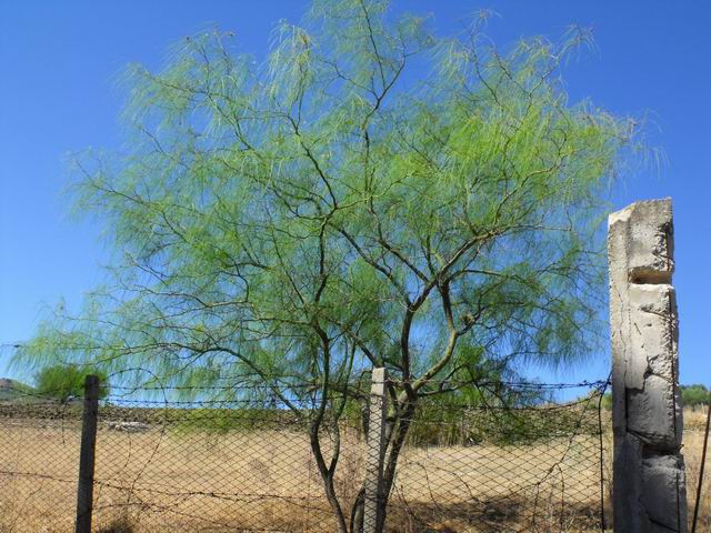 Parkinsonia aculeata